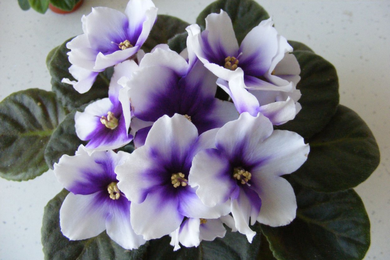 Фиалка Оптимара май Дрим