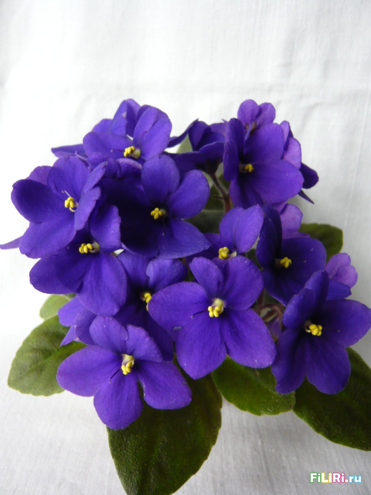 Фиалка Оптимара Пинк