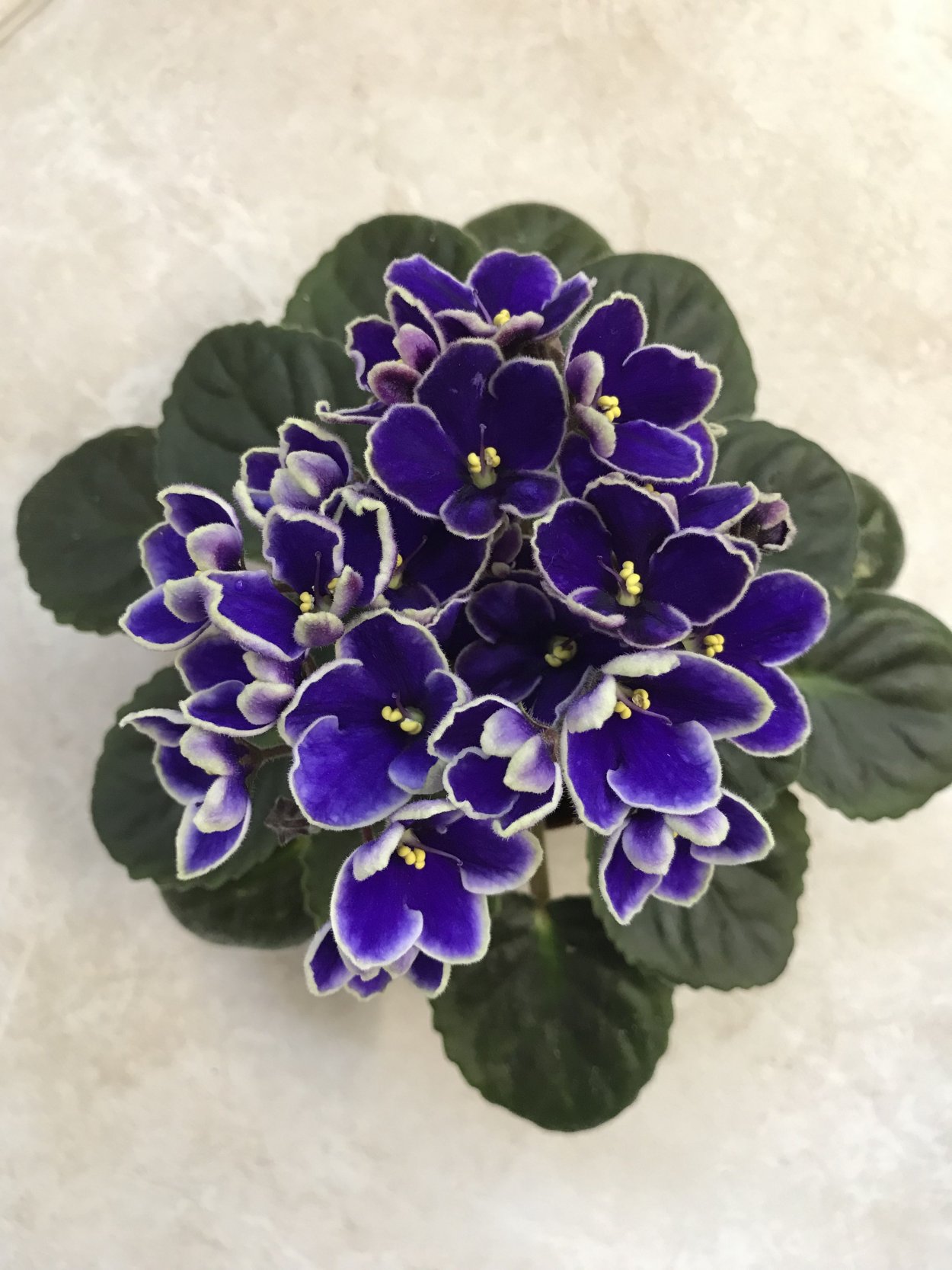 Оптимара Айдахо фиалка