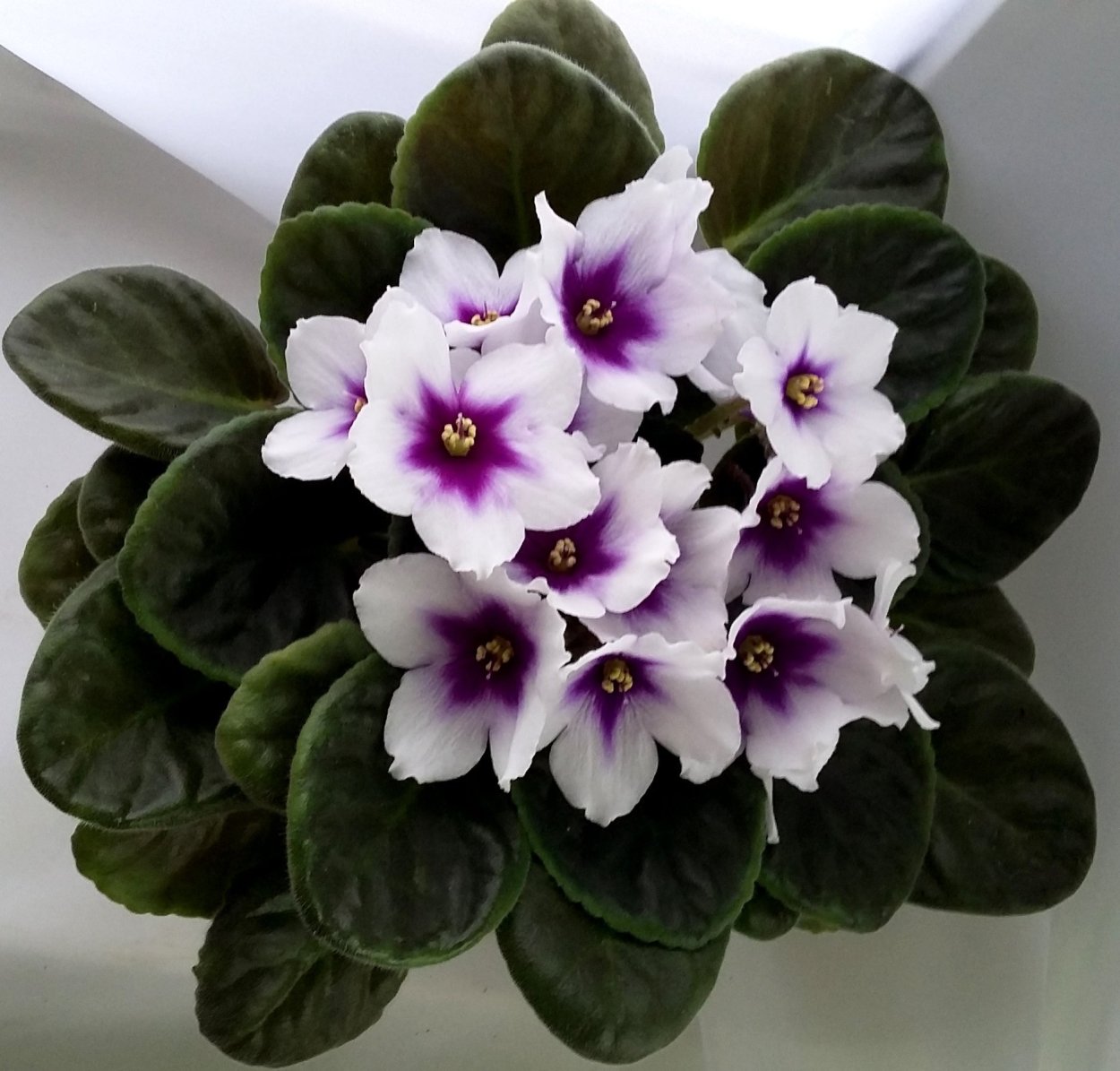 Фиалка Optimara Monet