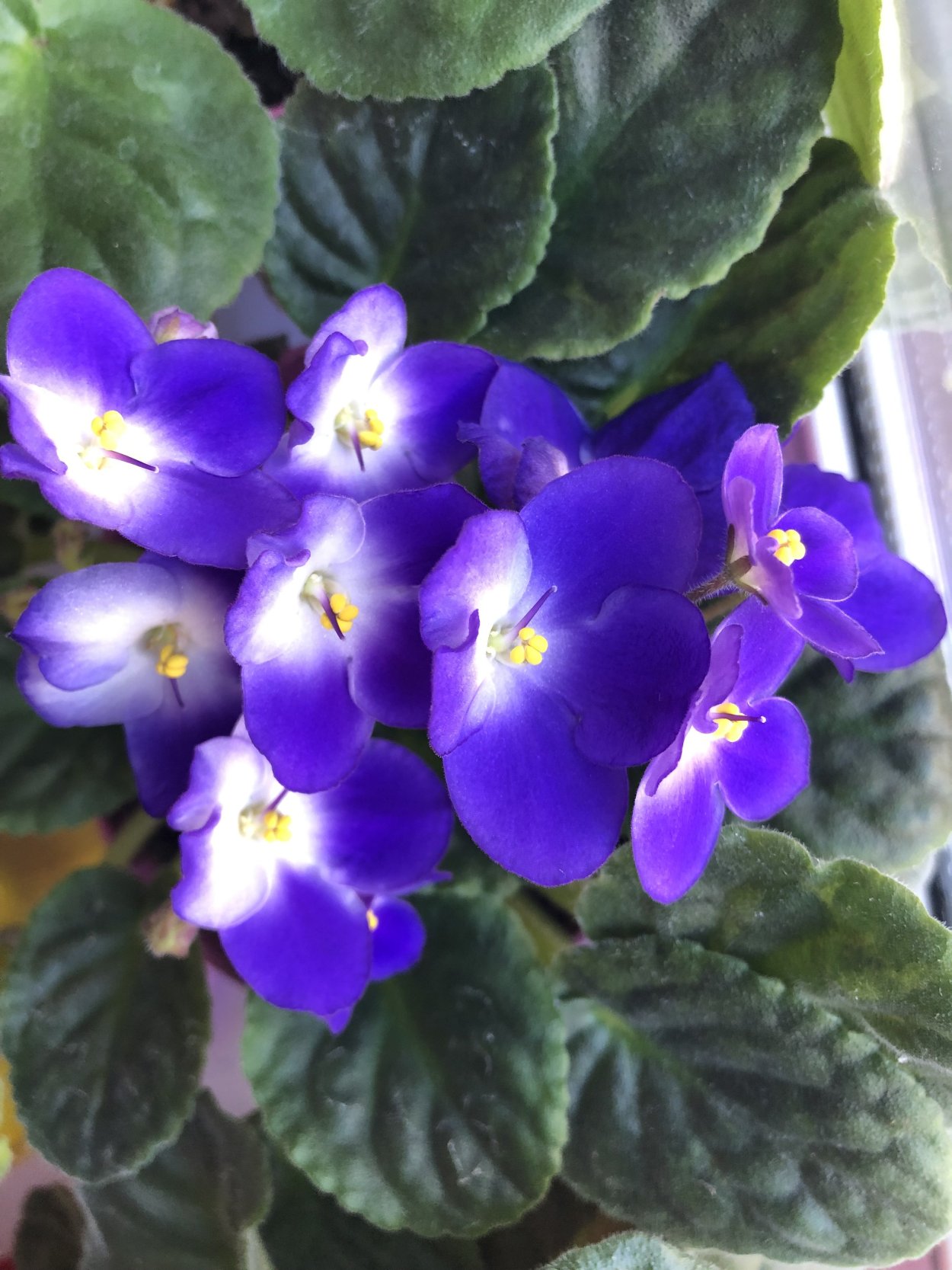 Фиалка Optimara Mississippi