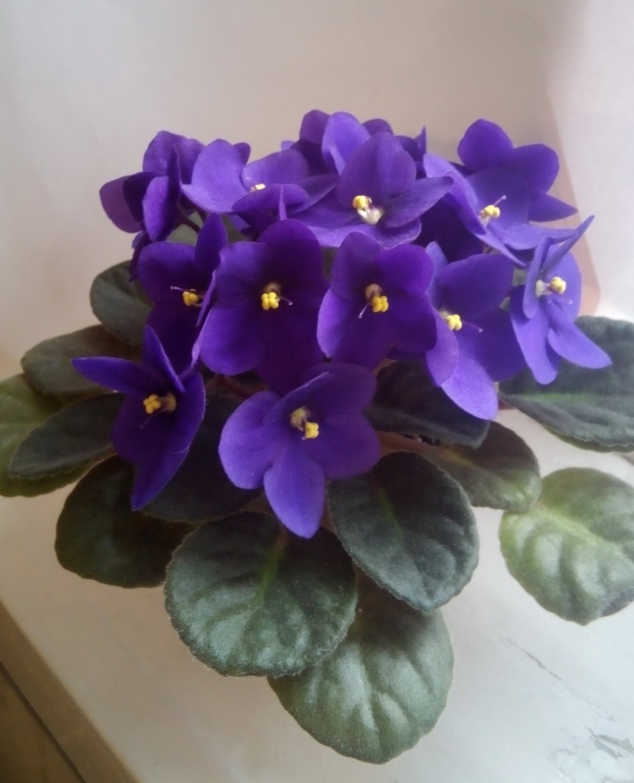 Фиалка Оптимара Шагал