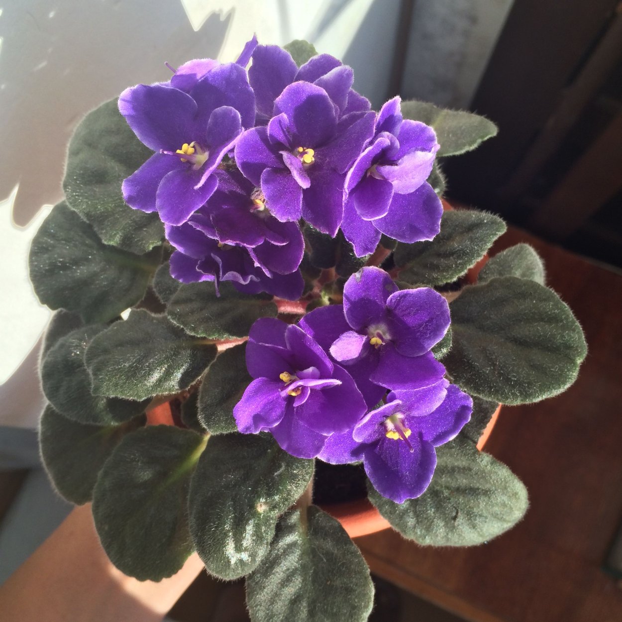 Оптимара Айдахо