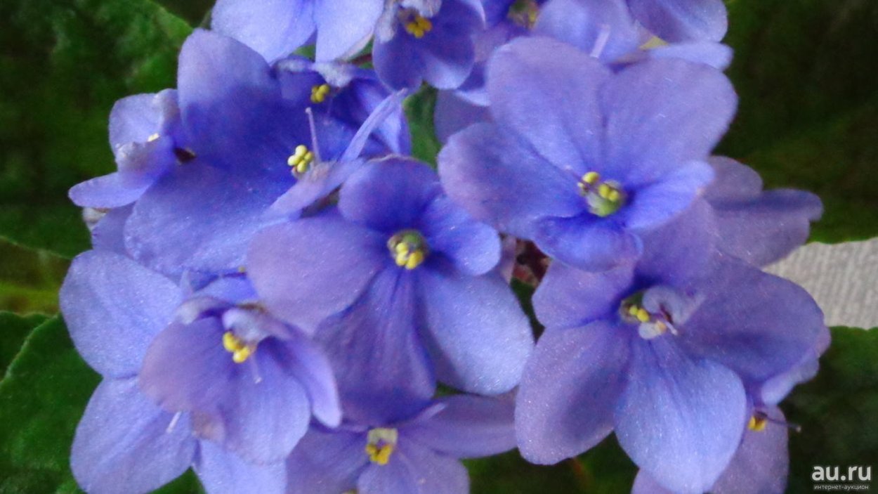 Фиалка Оптимара голубая