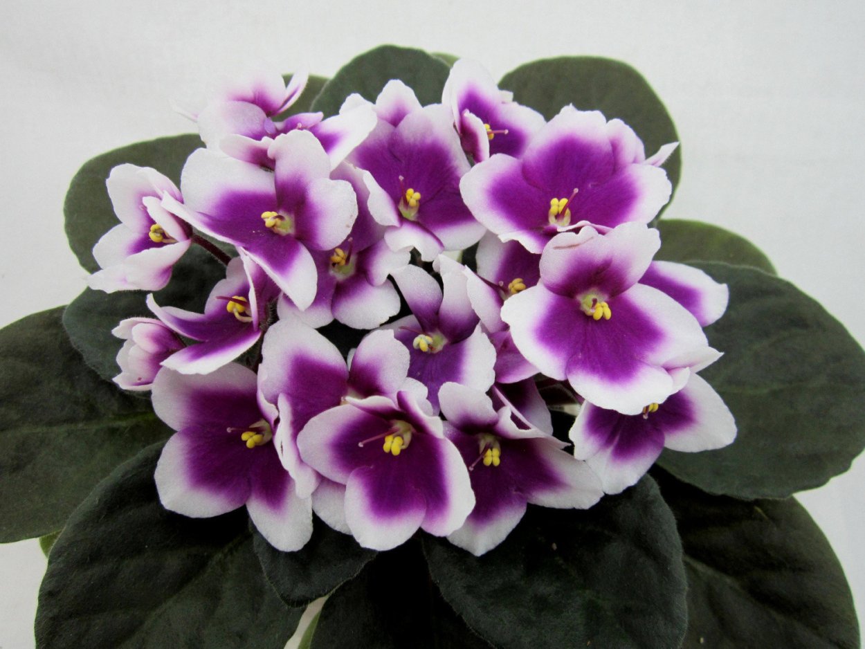 Optimara mycharm фиалка