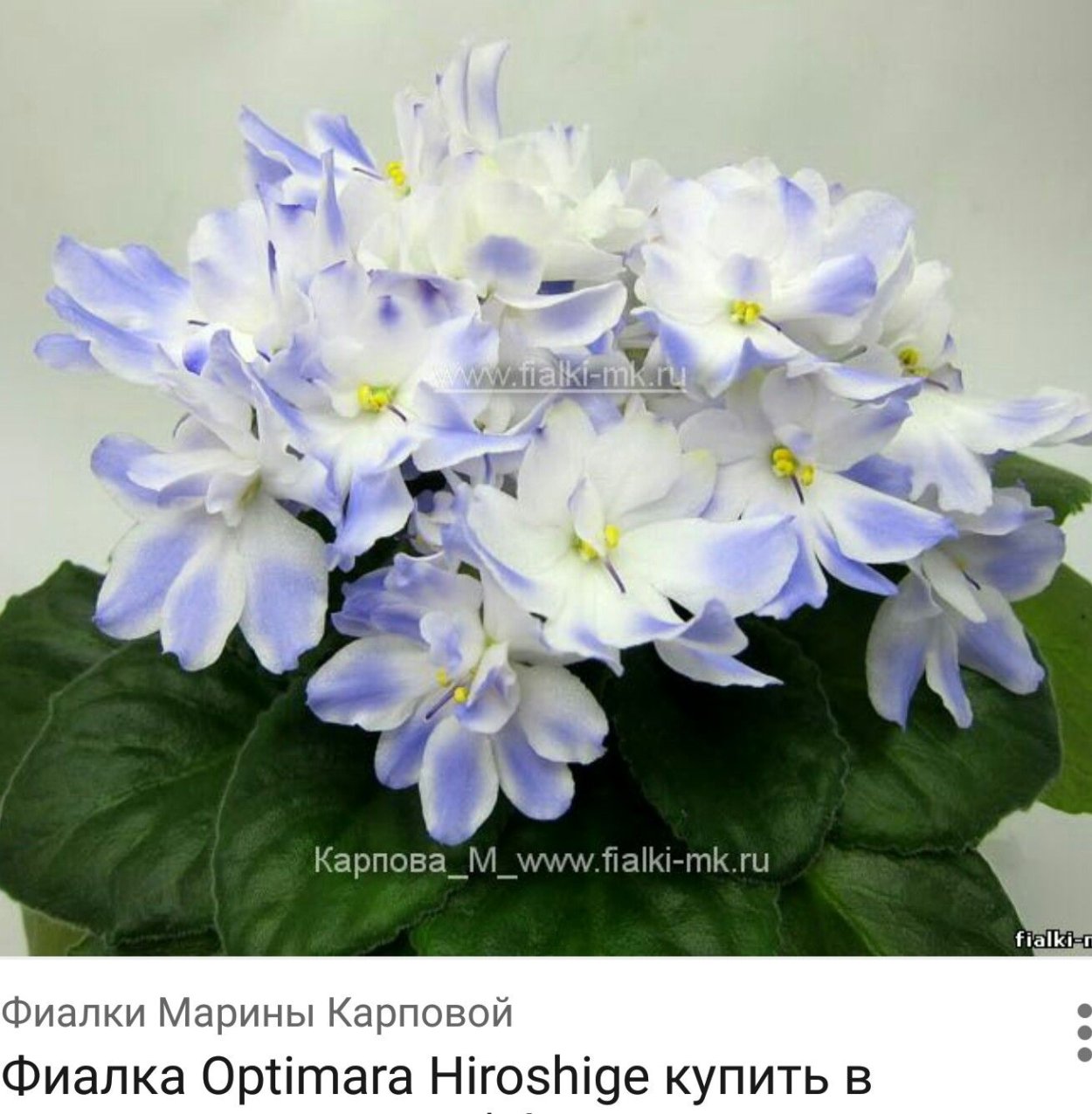 Фиалка Оптимара Хирошиге