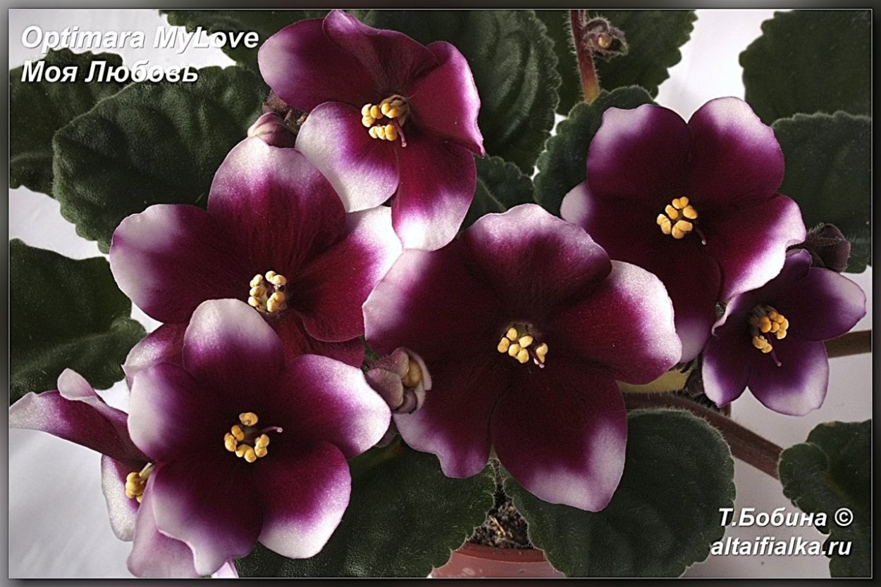 Optimara Rhapsodie Michelle фиалка