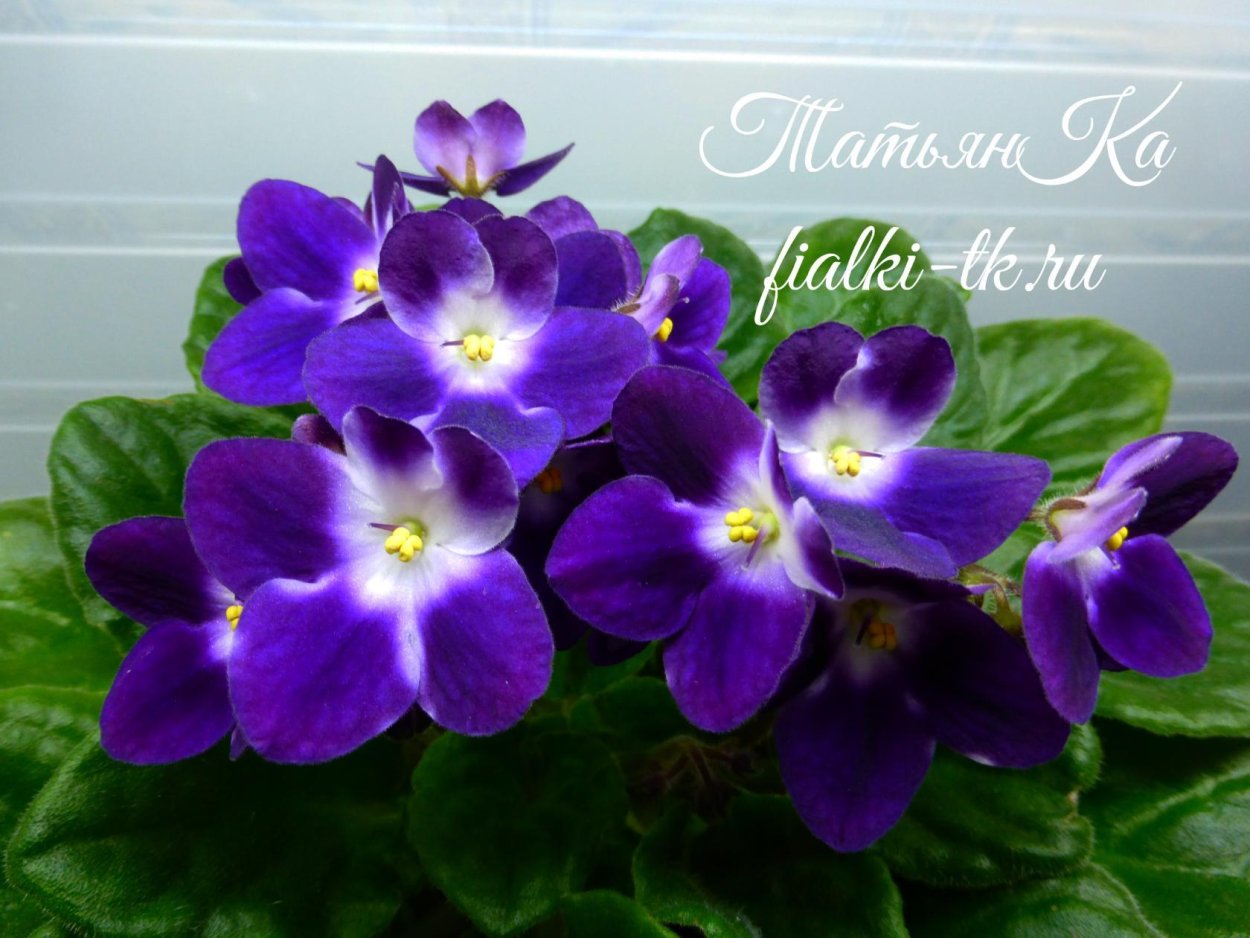 Фиалка Optimara Chagall