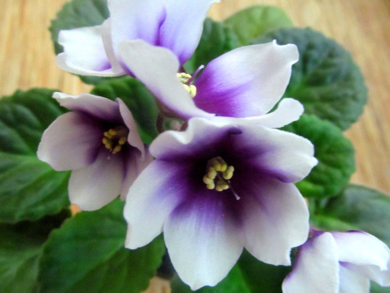 Фиалка Оптимара Октавия