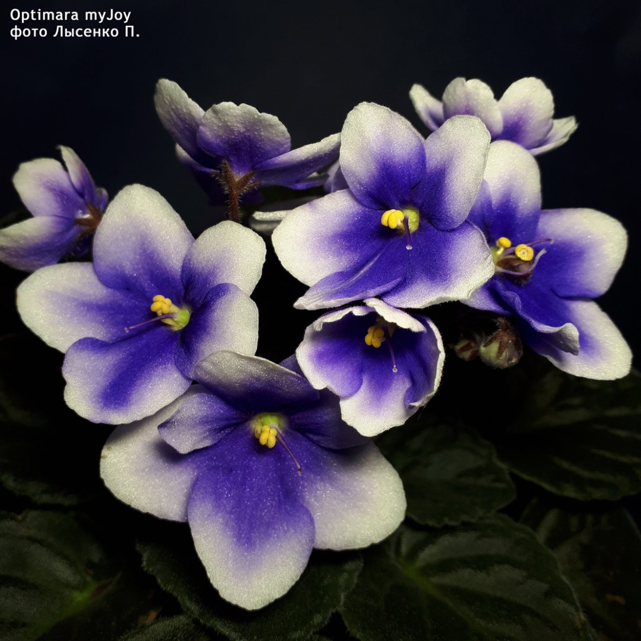 Фиалка Оптимара Анабель