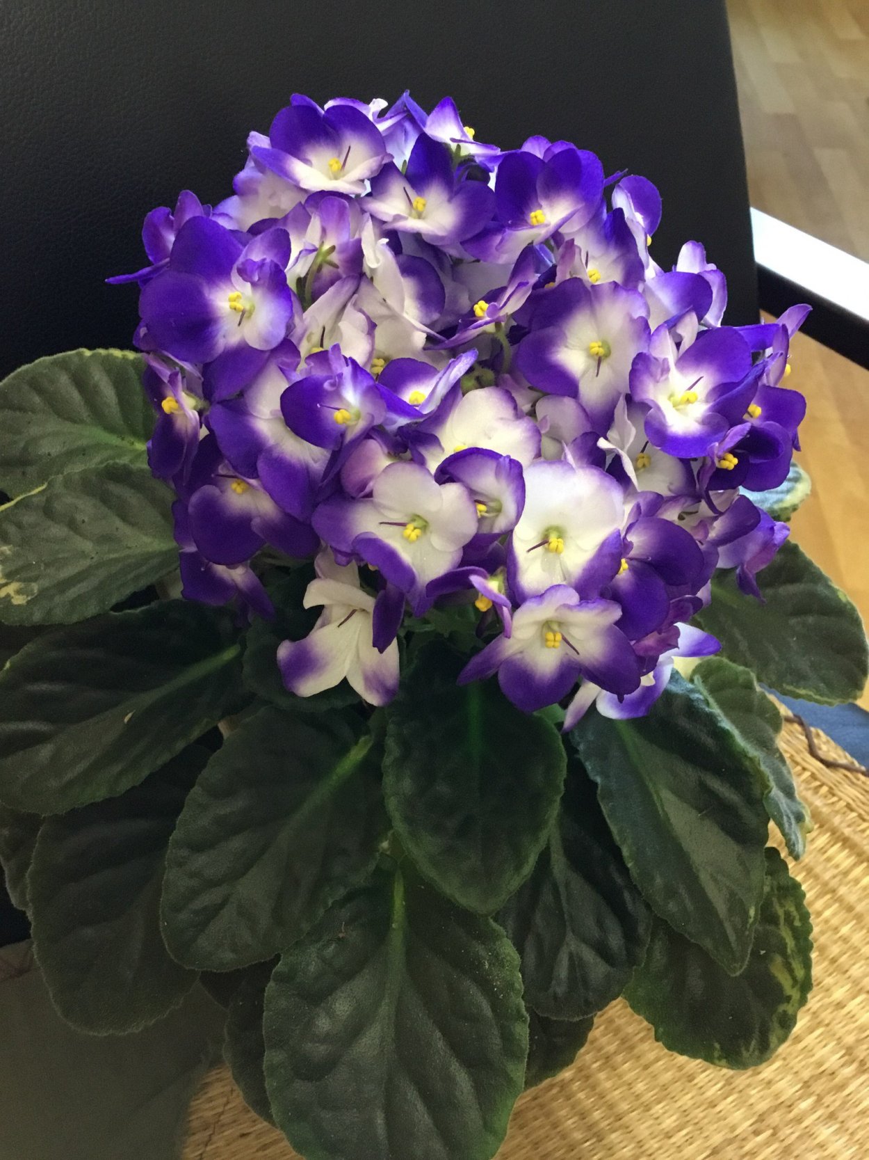 Фиалка Оптимара голубая