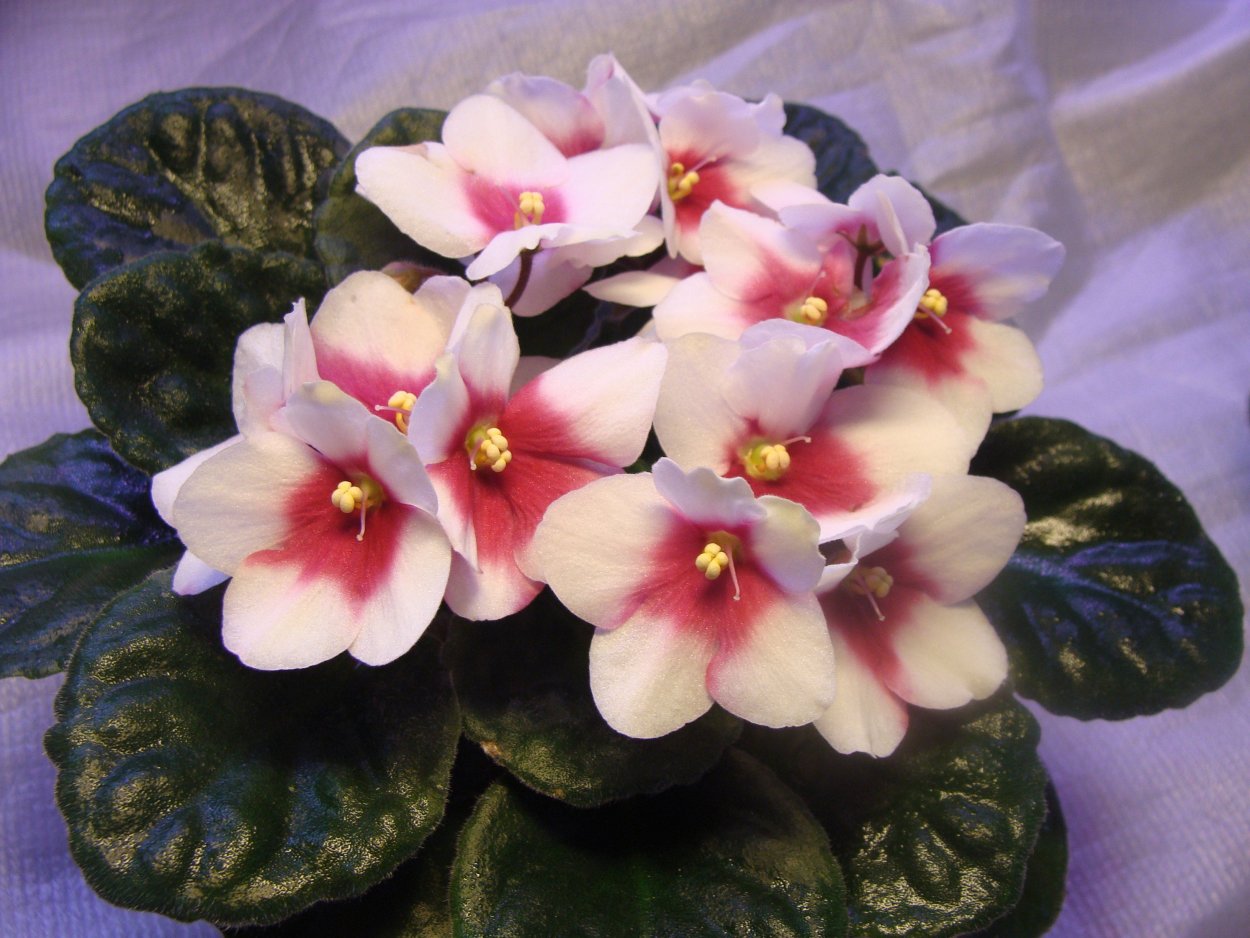 Фиалка Оптимара