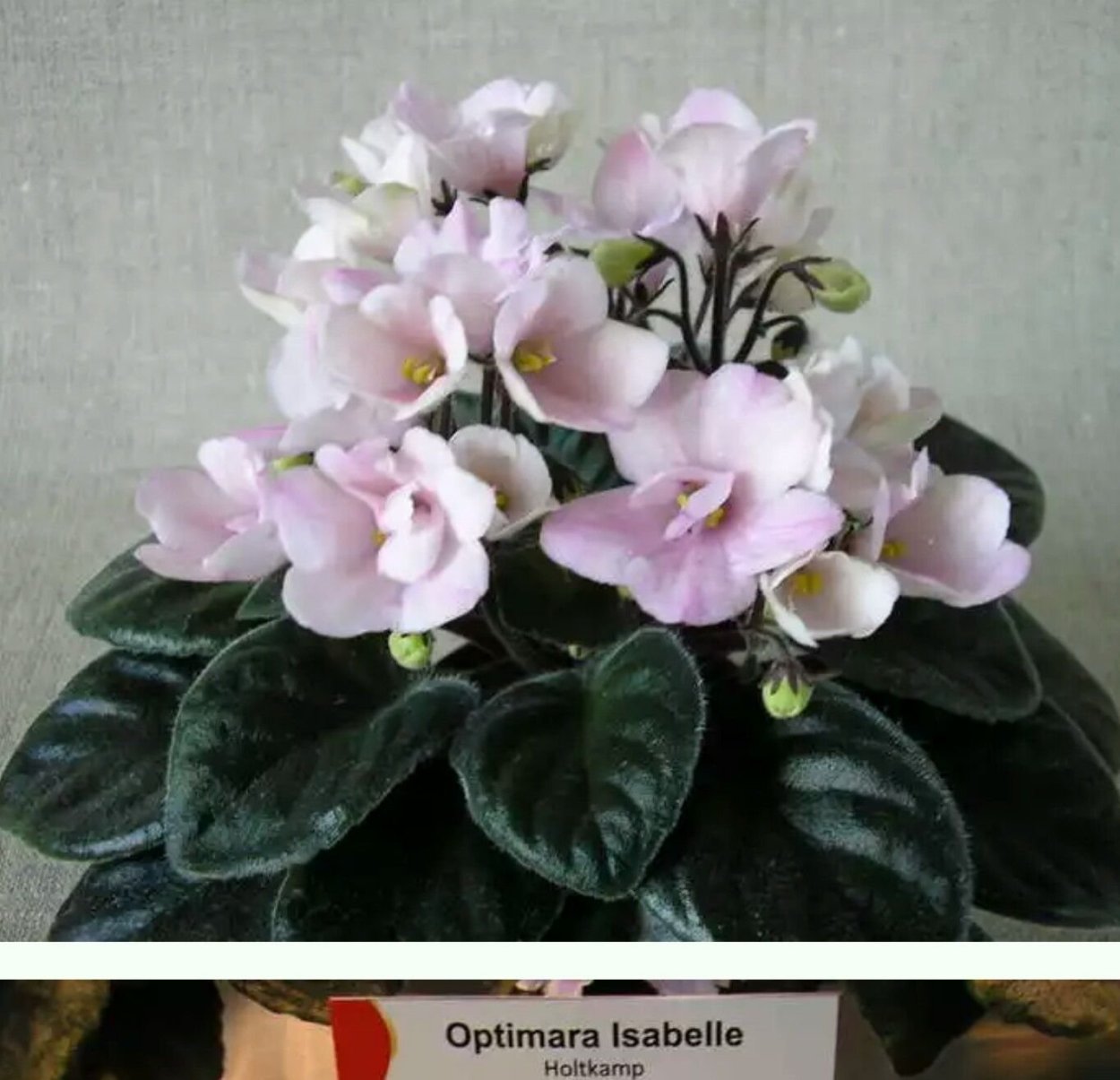 Фиалка Оптимара май Делайт