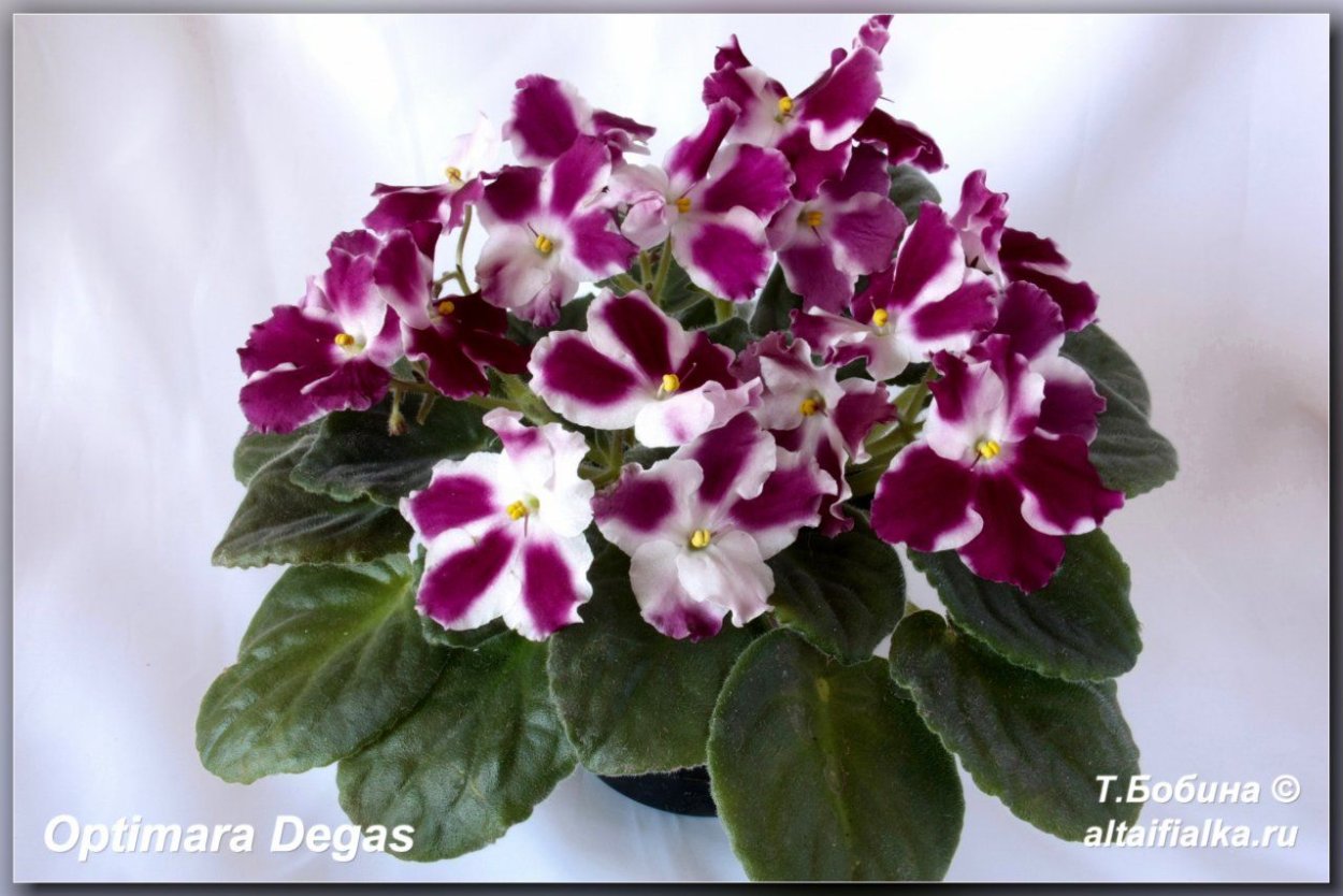 Фиалки Оптимара Degas