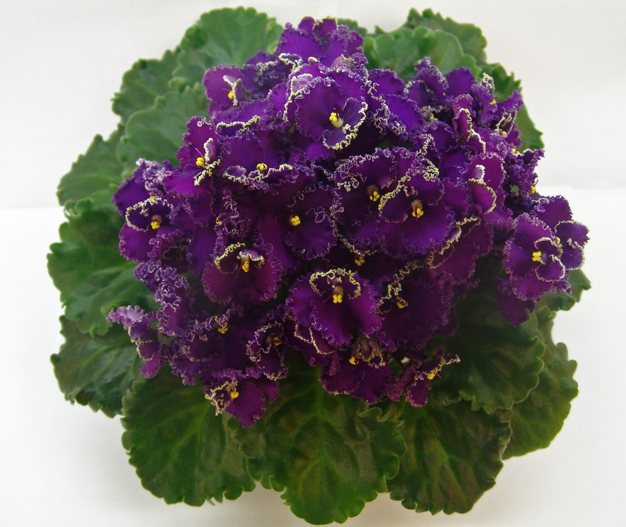 Optimara Everjoy фиалка