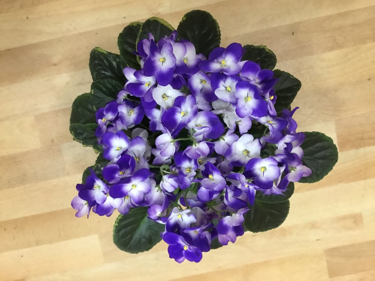 Фиалка Оптимара Monet