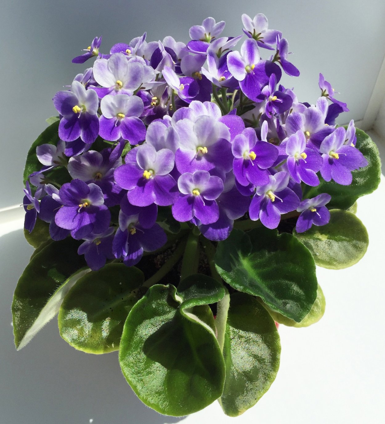 Фиалка Оптимара Микеланджело