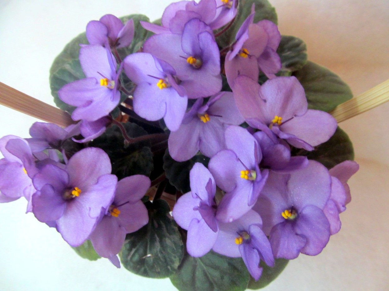 Фиалка Оптимара Шагал