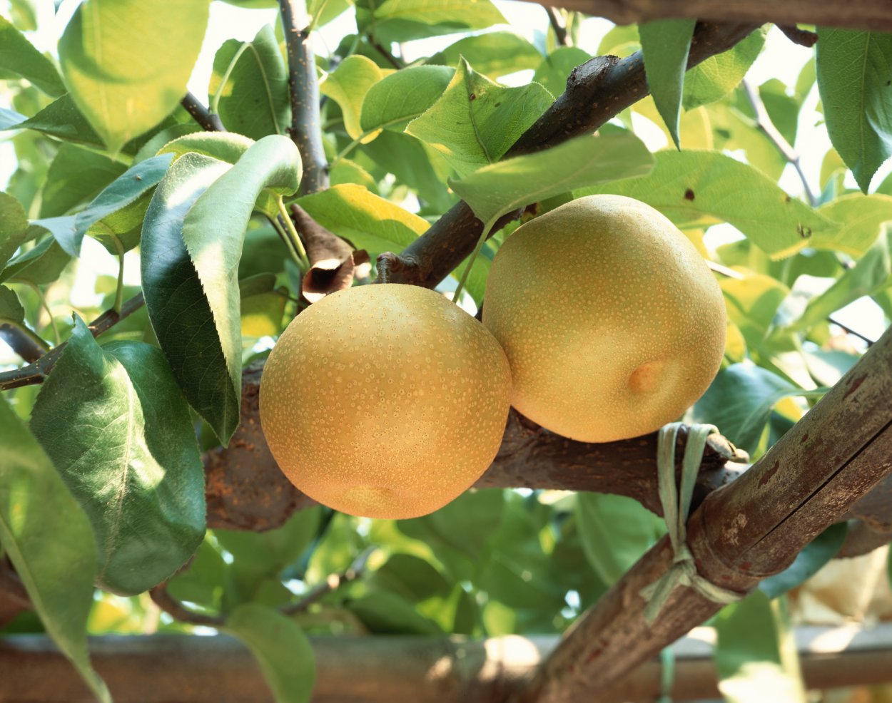 Китайская груша Нэши белая