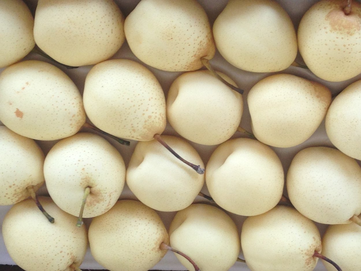 Китайские белые груши ранние
