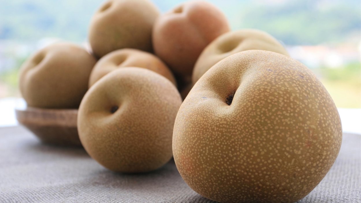 Груша Песчаная