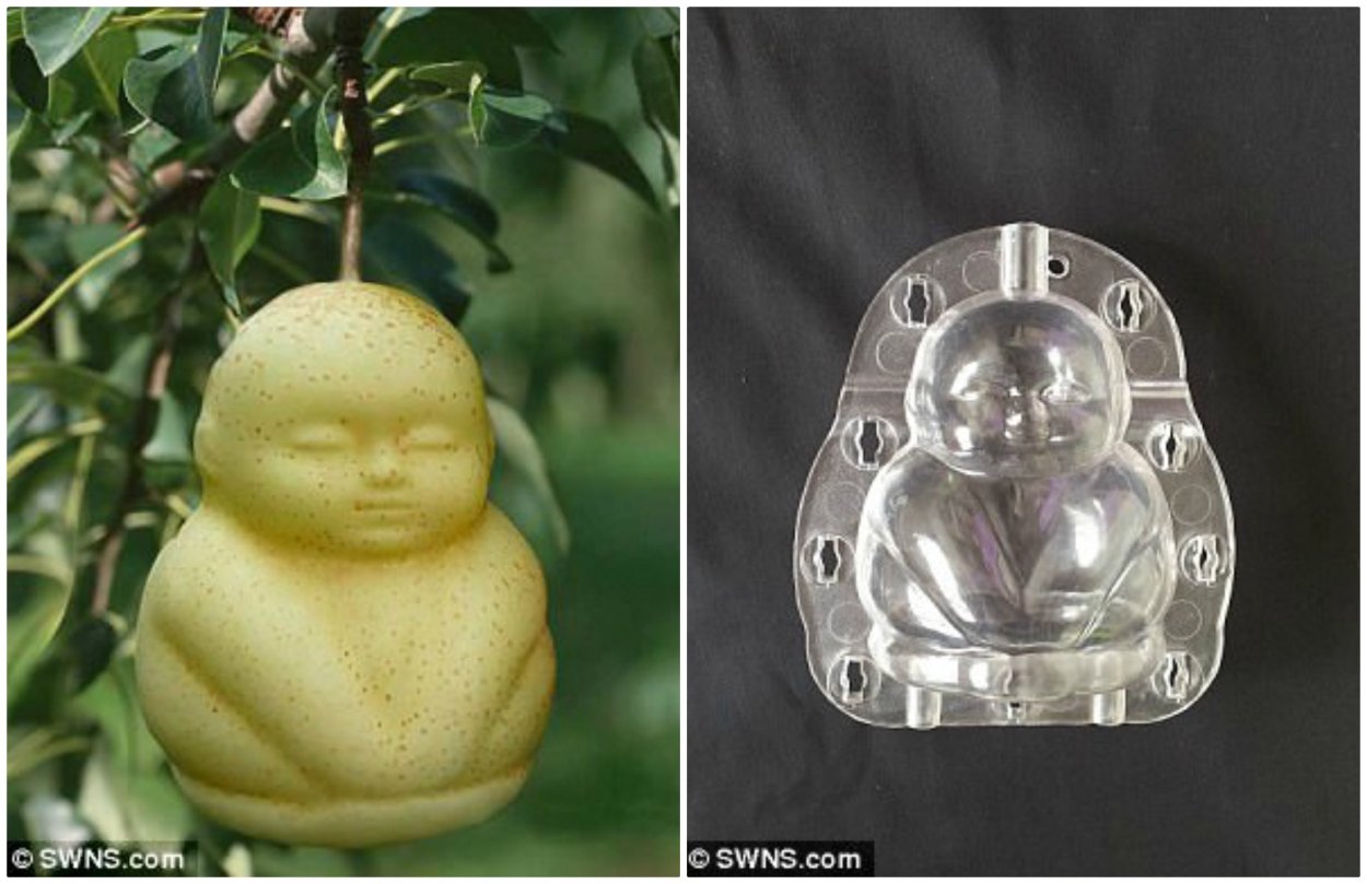 Китайская груша Будда