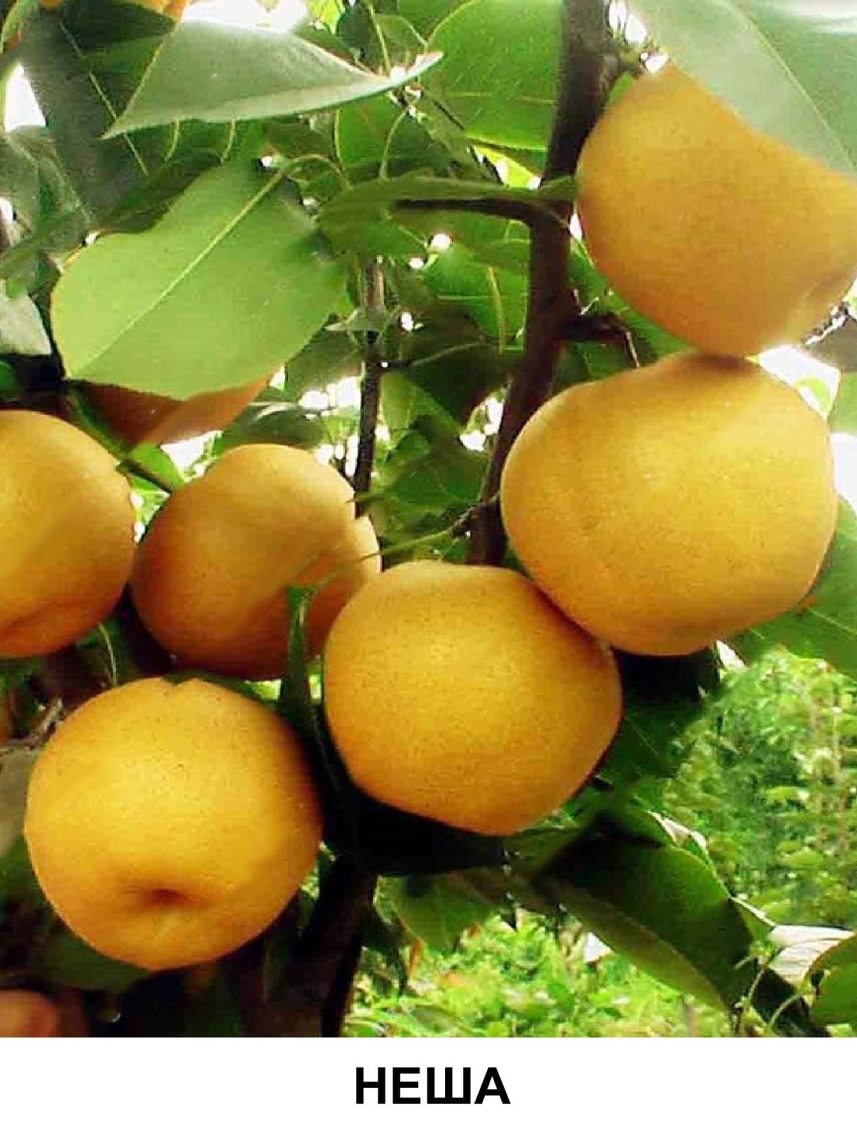 Груша китайская Нэши