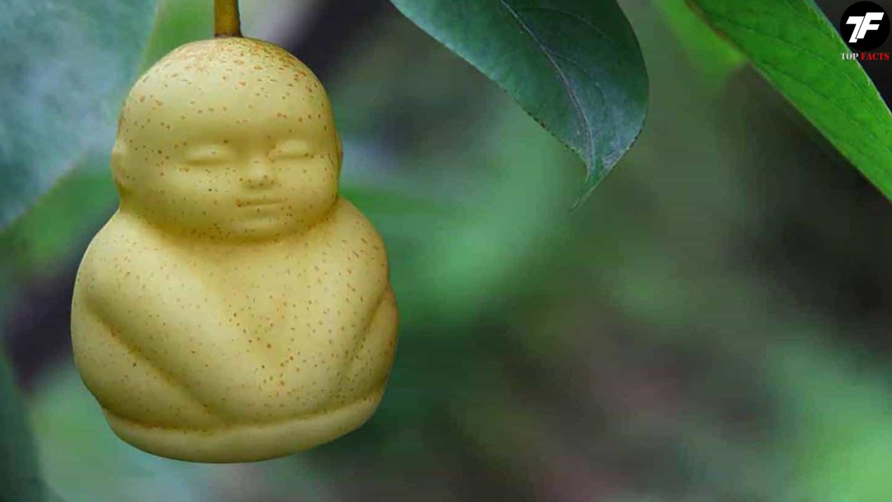 Груша в форме Будды