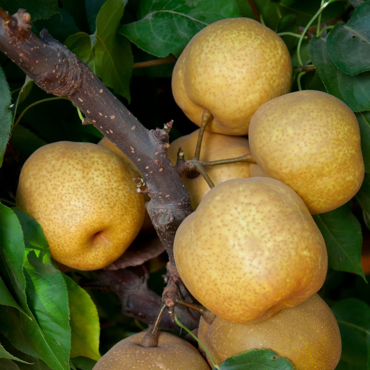 Груша ЧОЮРО