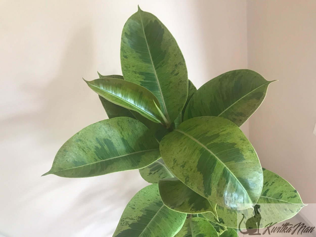 Фикус Шривериана