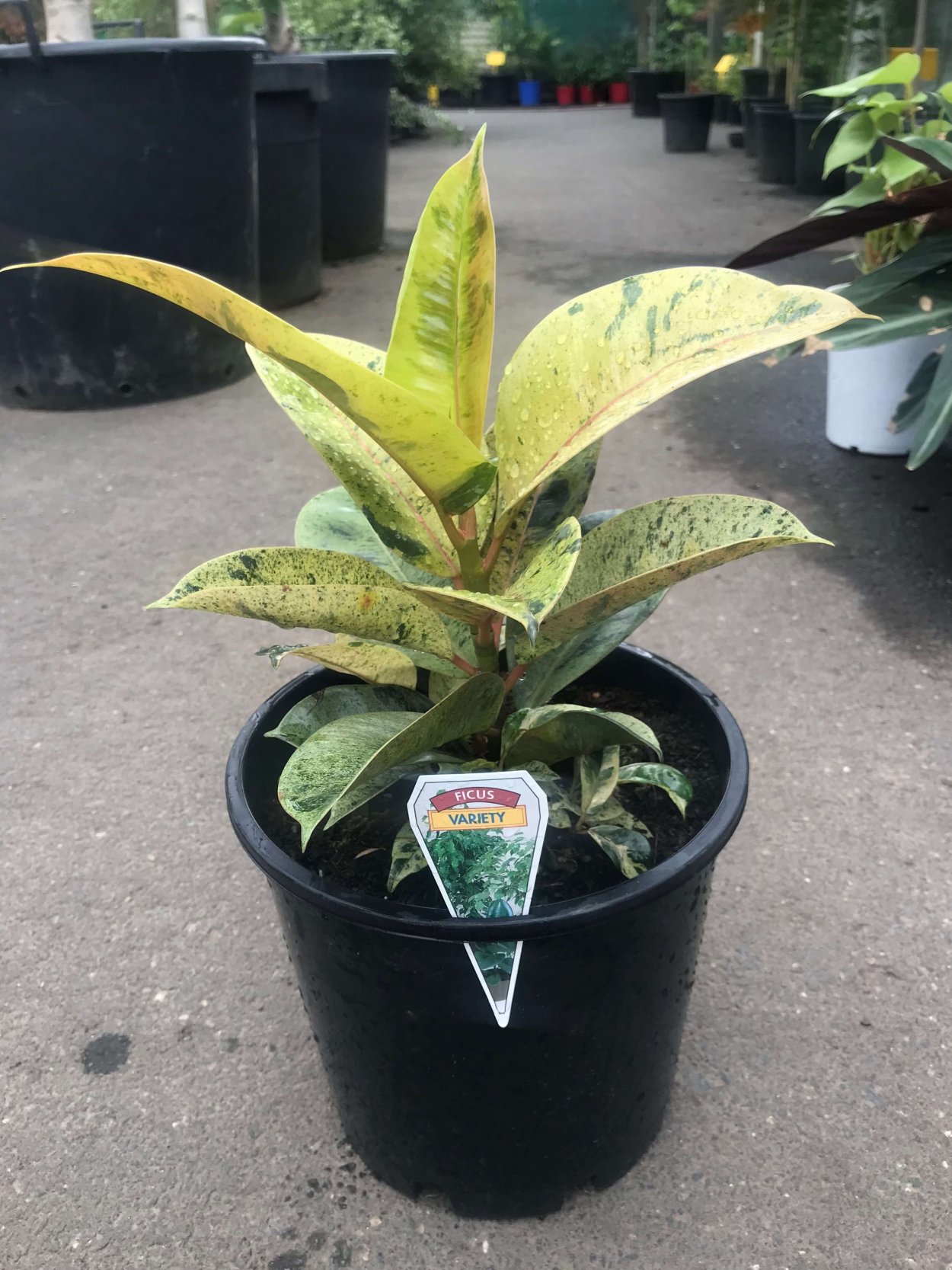 Фикус эластика Шривериана