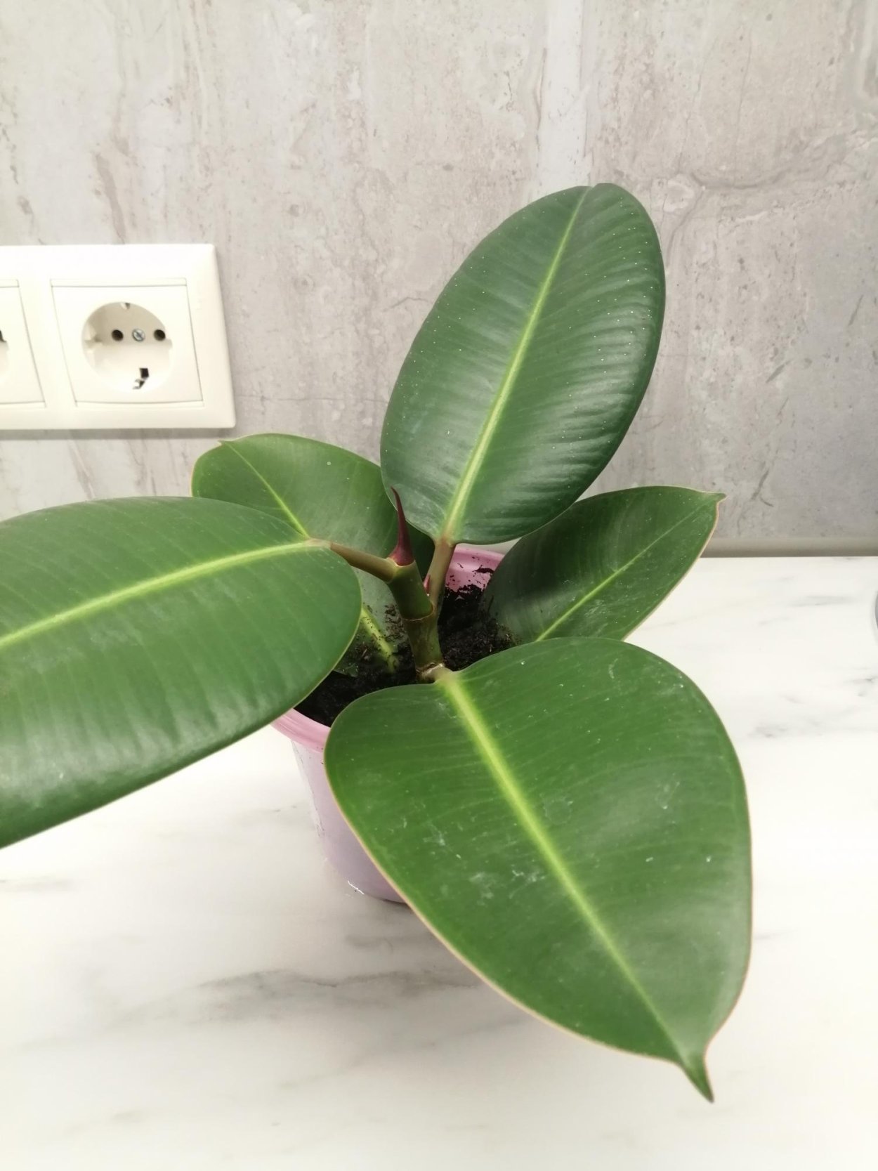 Фикус рабилини