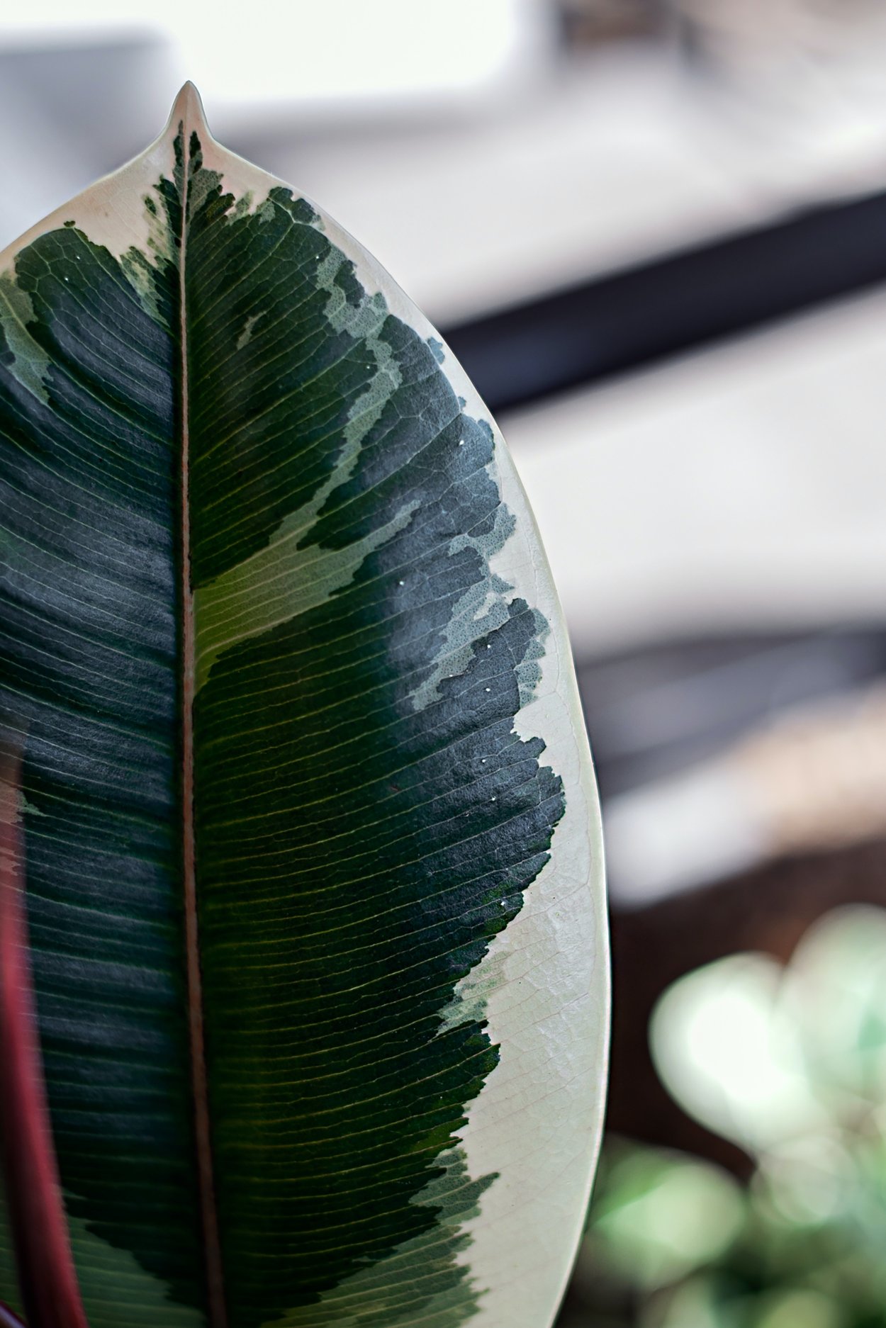 Фикус каучуконосный Тинеке