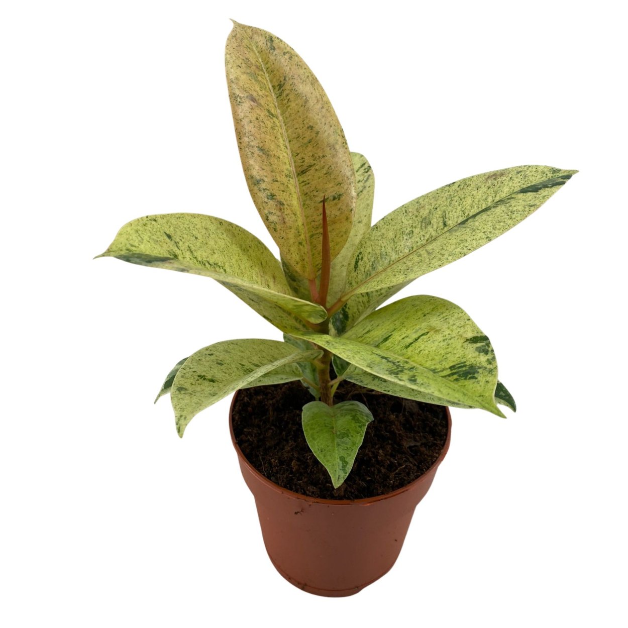 Фикус эластика Шривериана