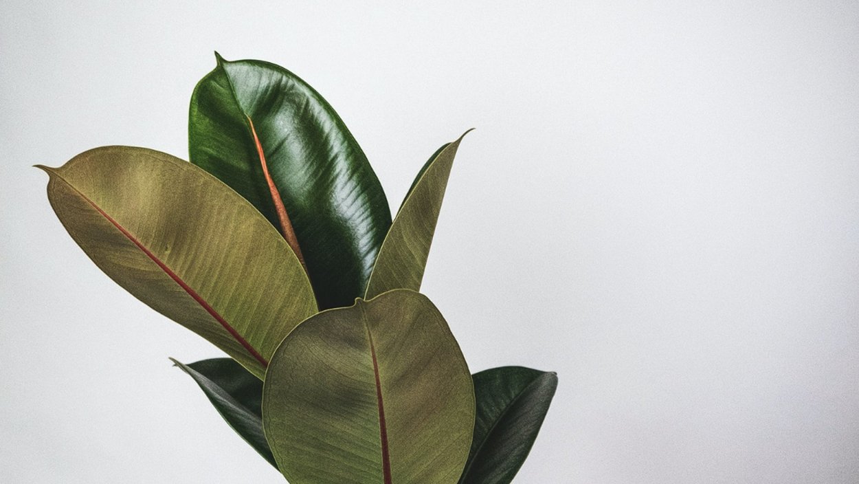 Фикус Эл Бейлиз 12/40