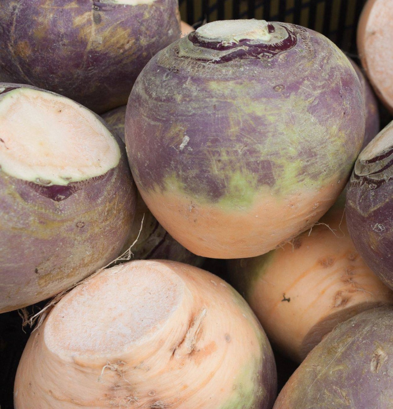 Брюква фото