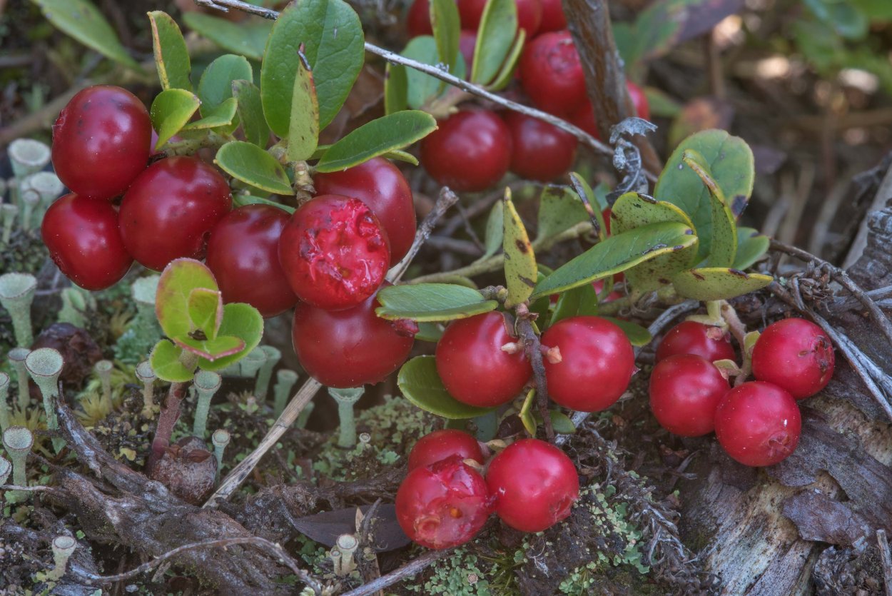 Vaccinium Vitis-idaea