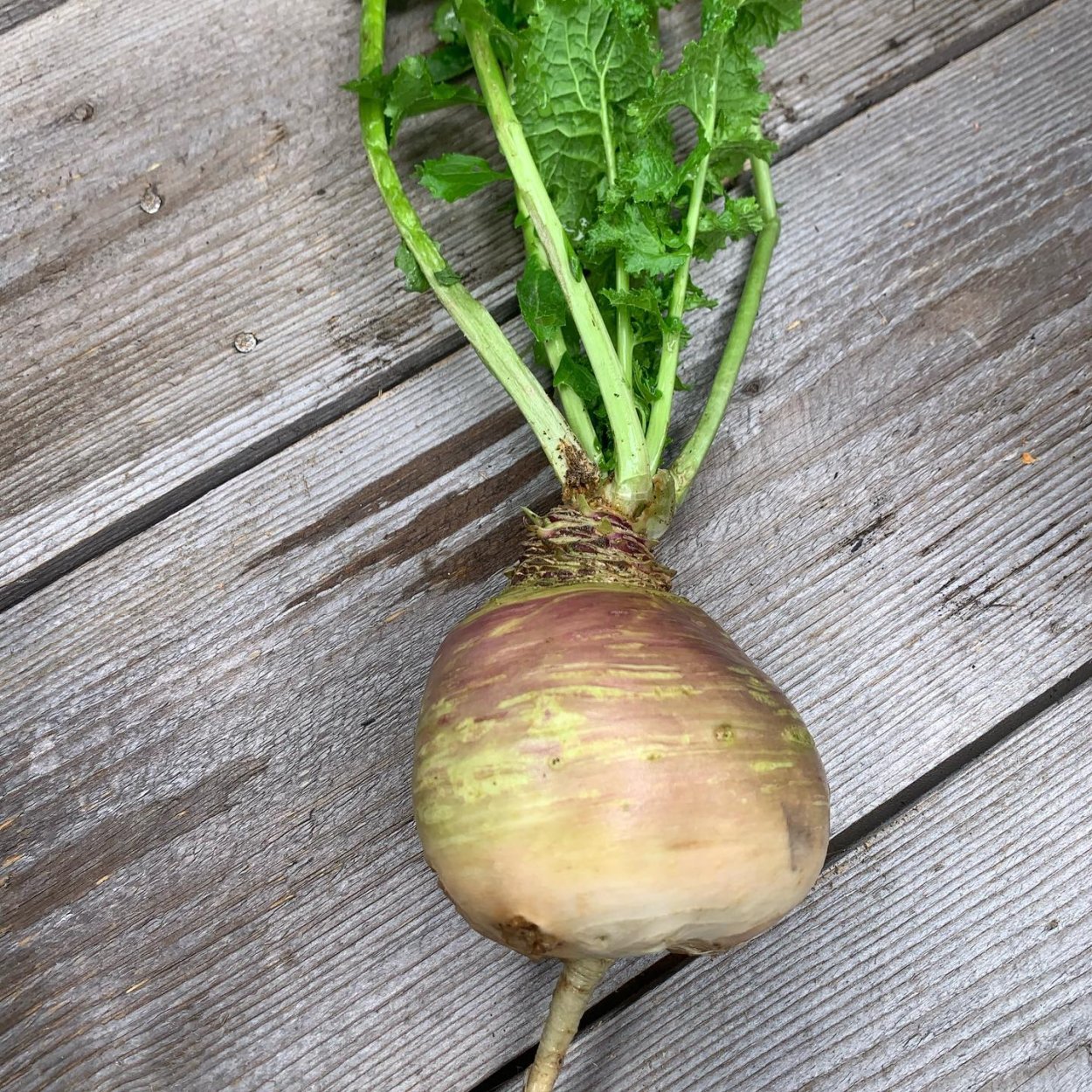 Брюква Куузику