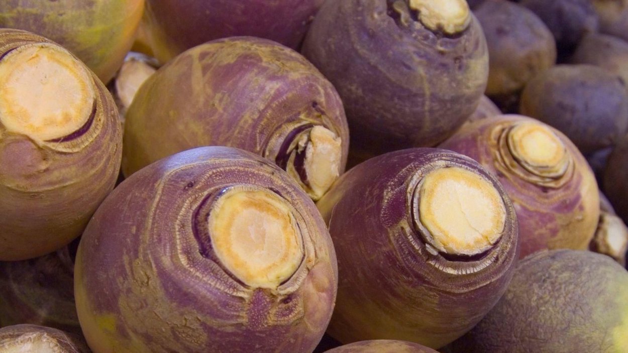 Брюква моченая