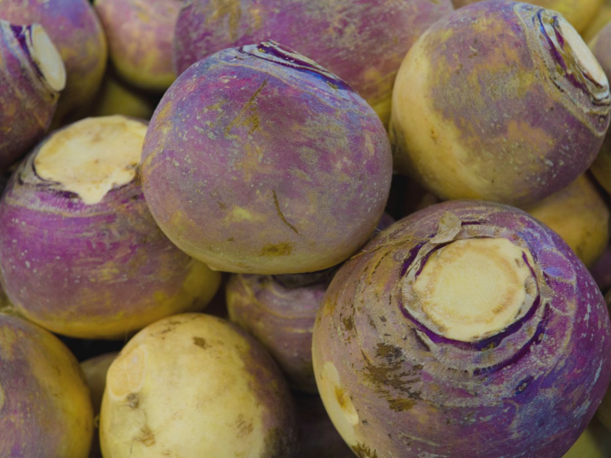 Сорта брюквы Верейская