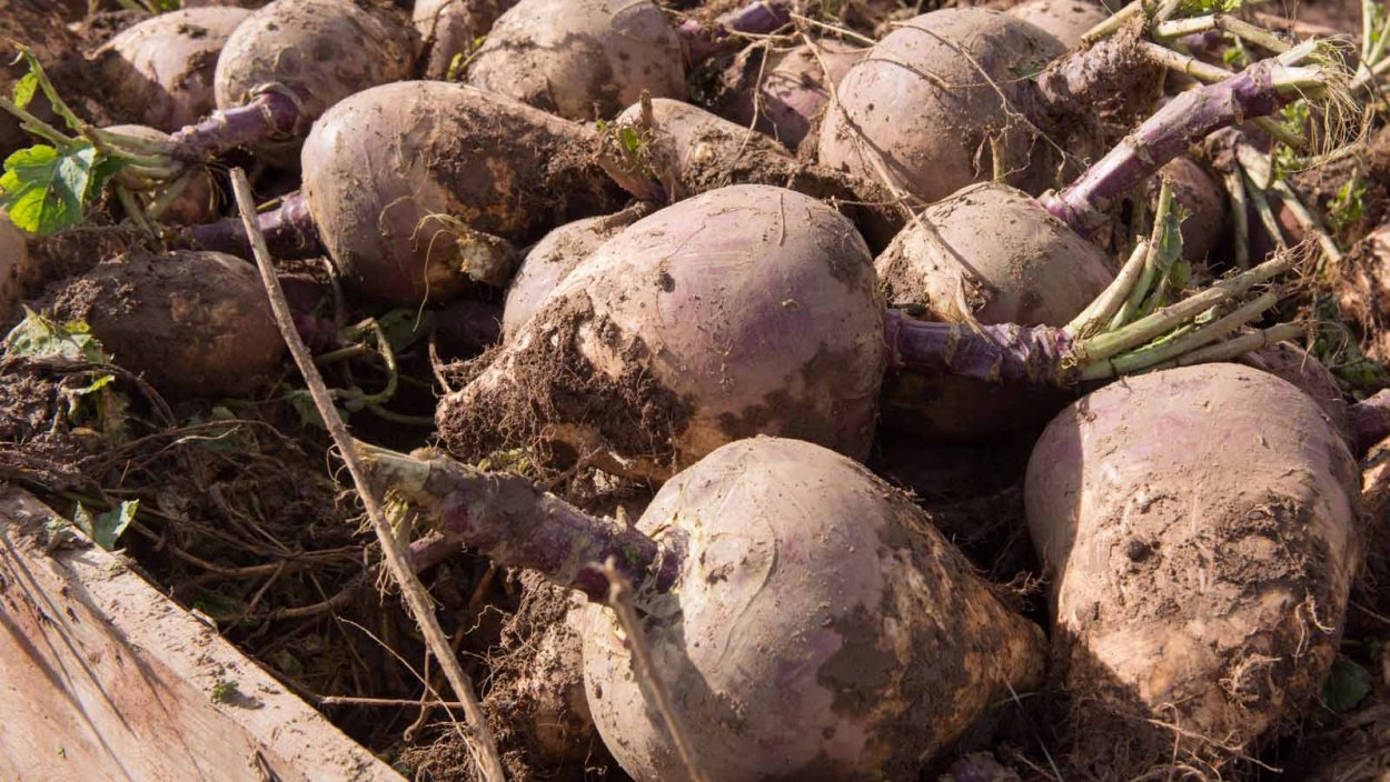 Мешок брюквы