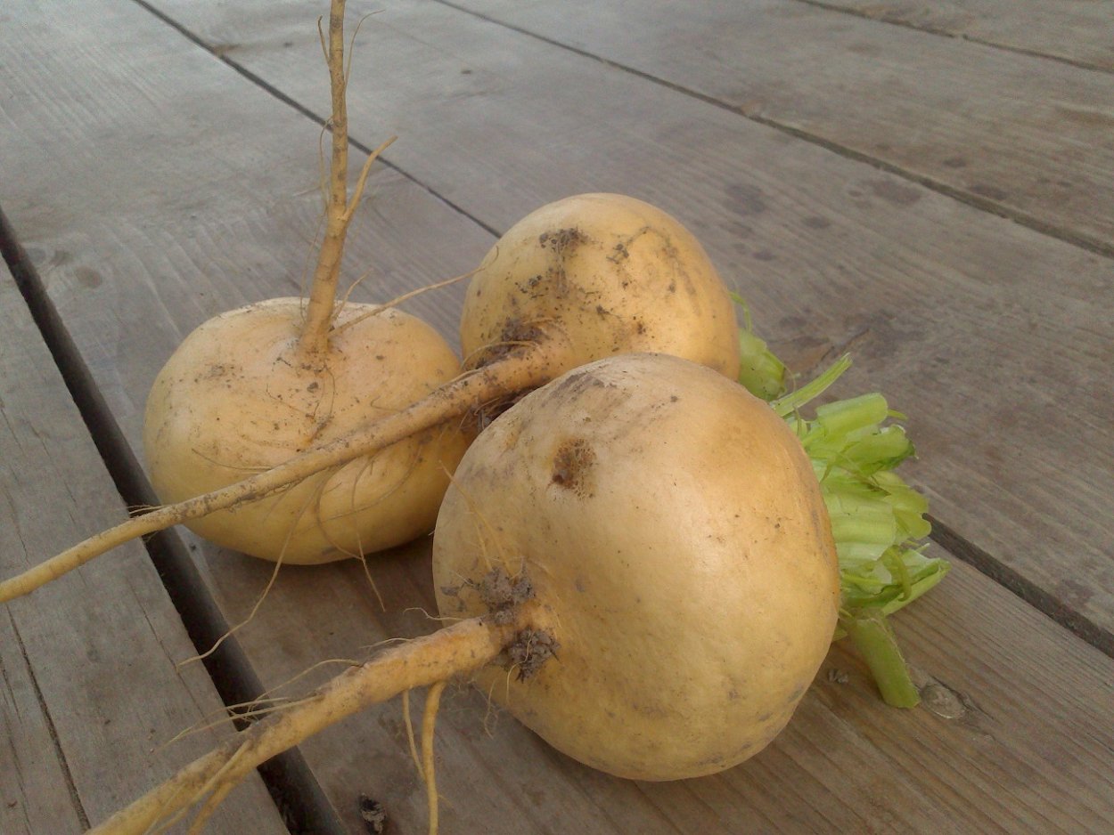 Турнепс брюква разница