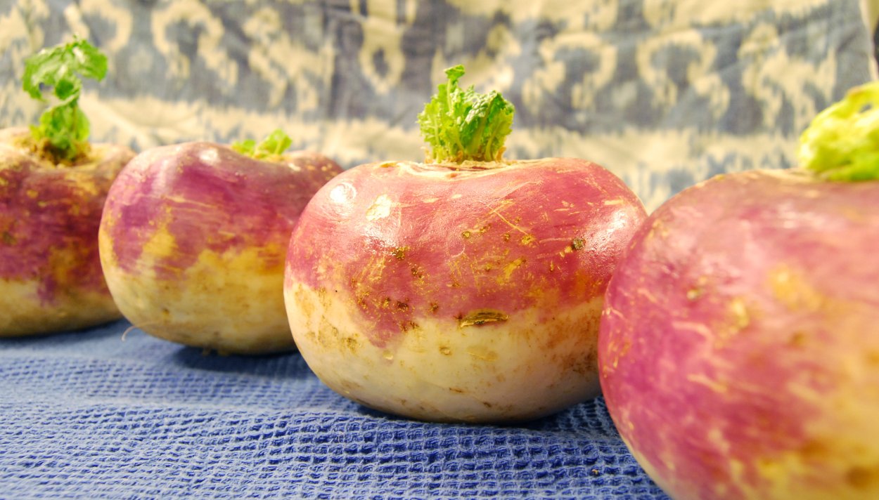 Брюква Новгородская