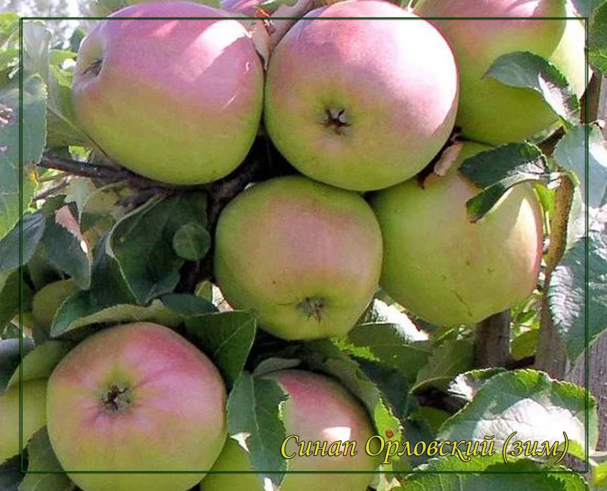 Синап Орловский