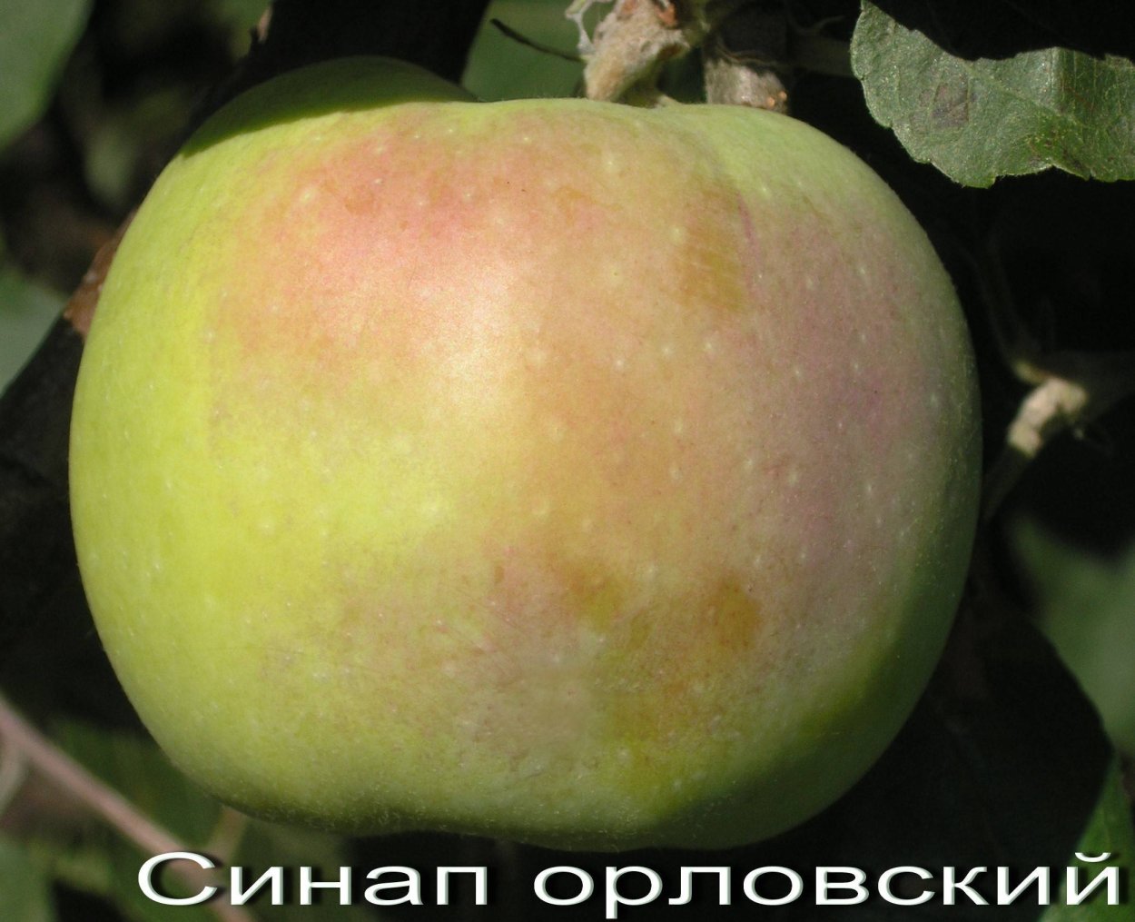 Сорт яблони синап Орловский