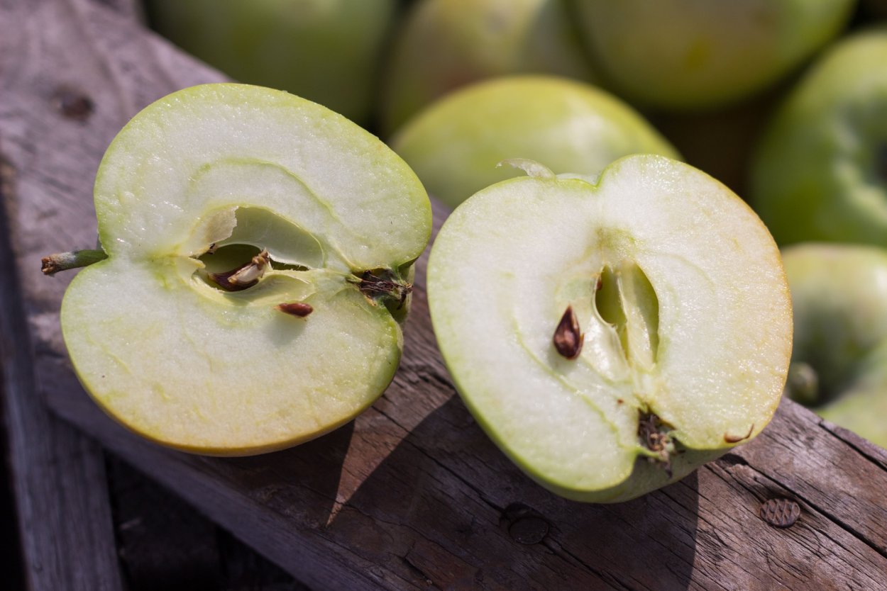 Сорт синап Орловский