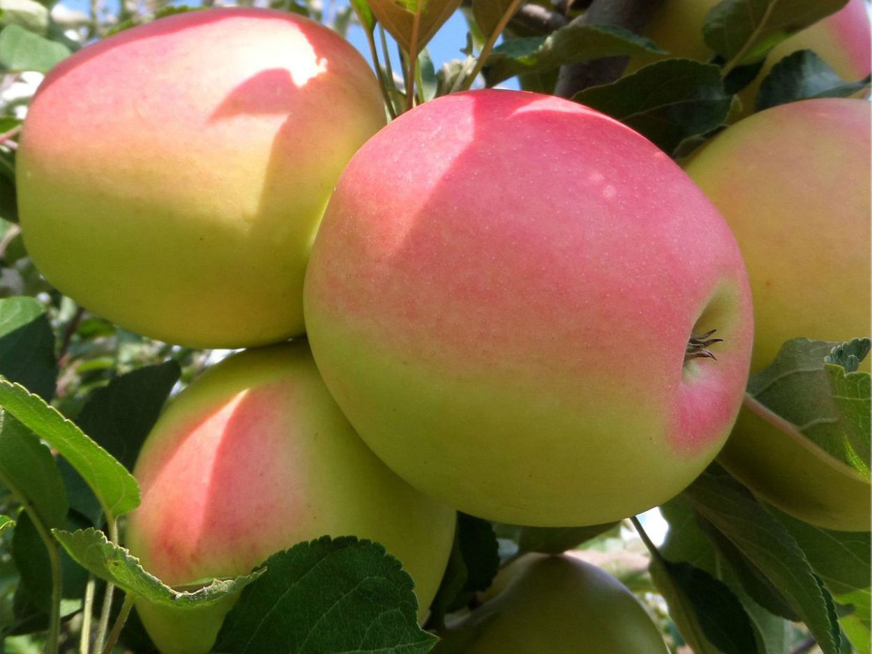 Яблоки Кандиль-синап