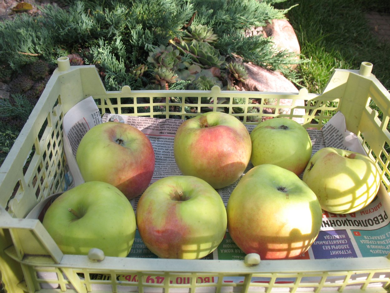 Орловский синап яблоки фото