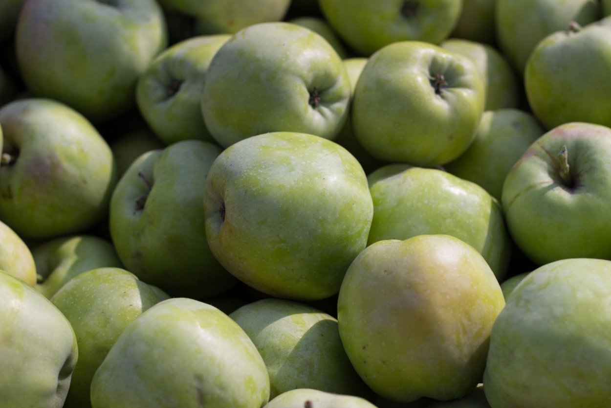 Сорт яблок Орловский синап