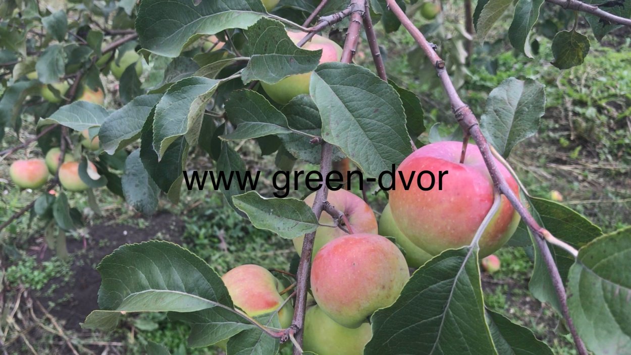 Яблоня Ягодная крупномер